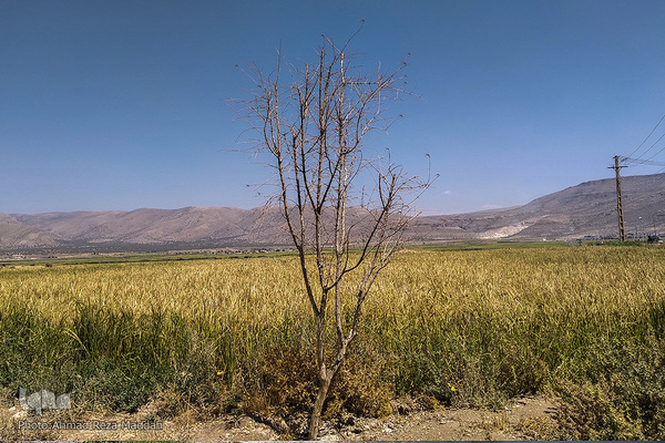 بحران خشکسالی در درودزن‎