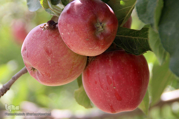 برداشت سیب از باغات میوه شهرستان اهر