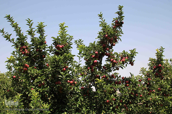 برداشت سیب از باغات میوه شهرستان اهر