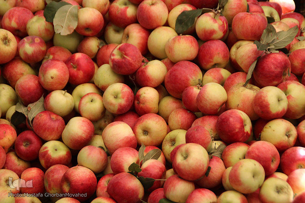 برداشت سیب از باغات میوه شهرستان اهر