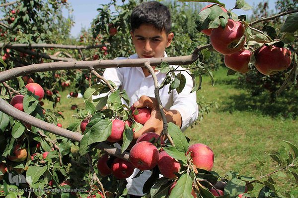 برداشت سیب از باغات میوه شهرستان اهر