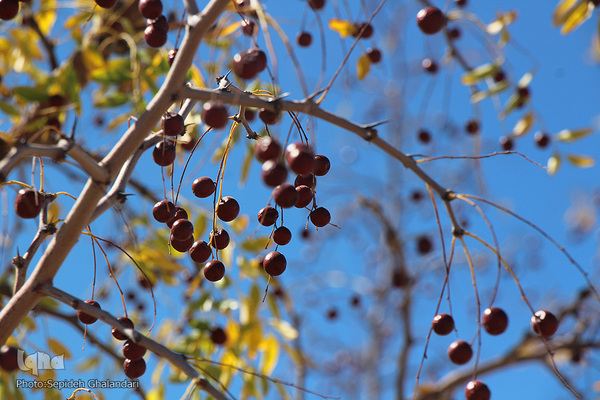 پاییز، فصل زرشک و عناب خراسان جنوبی