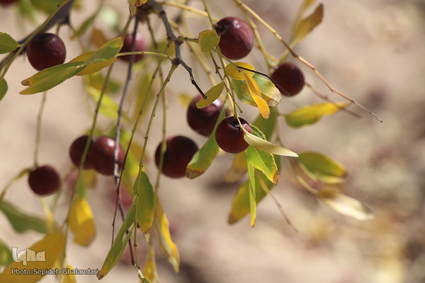 پاییز، فصل زرشک و عناب خراسان جنوبی