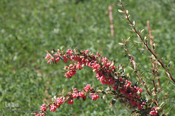 پاییز، فصل زرشک و عناب خراسان جنوبی