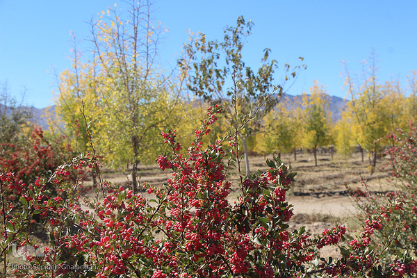 پاییز، فصل زرشک و عناب خراسان جنوبی