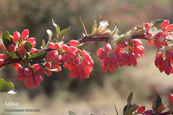 پاییز، فصل زرشک و عناب خراسان جنوبی