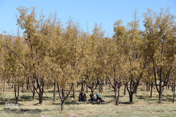 پاییز، فصل زرشک و عناب خراسان جنوبی