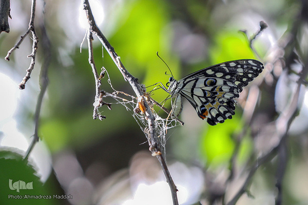 برگی از شگفتی‌های خلقت‎‎