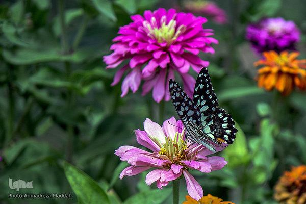برگی از شگفتی‌های خلقت‎‎