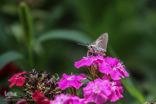 برگی از شگفتی‌های خلقت‎‎