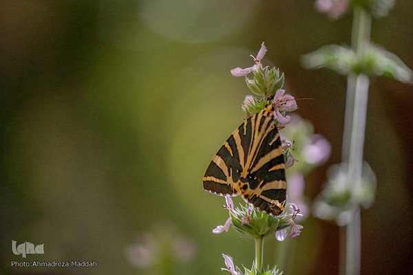 برگی از شگفتی‌های خلقت‎‎