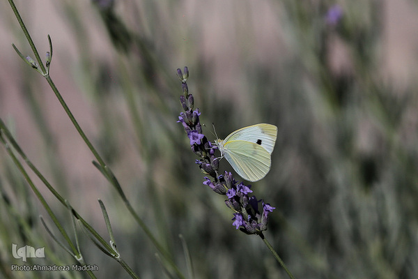 برگی از شگفتی‌های خلقت‎‎