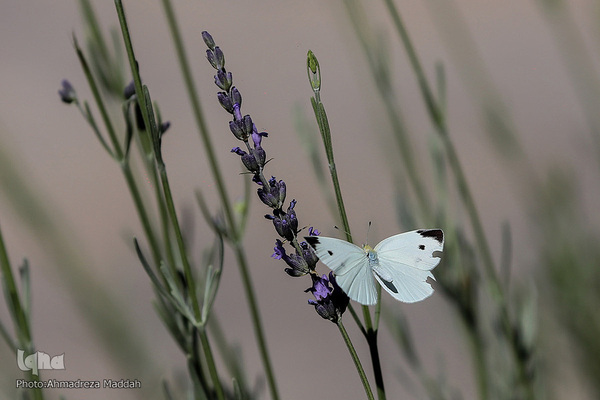 برگی از شگفتی‌های خلقت‎‎