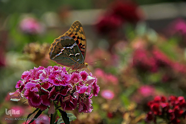 برگی از شگفتی‌های خلقت‎‎