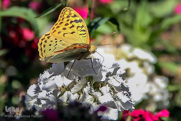 برگی از شگفتی‌های خلقت‎‎