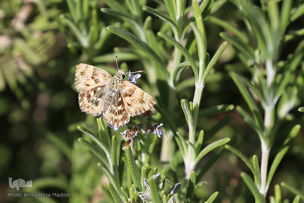 برگی از شگفتی‌های خلقت‎‎
