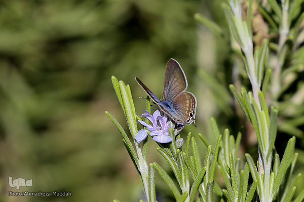برگی از شگفتی‌های خلقت‎‎