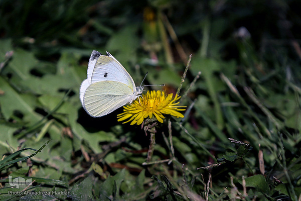 برگی از شگفتی‌های خلقت‎‎