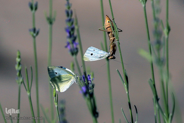 برگی از شگفتی‌های خلقت‎‎