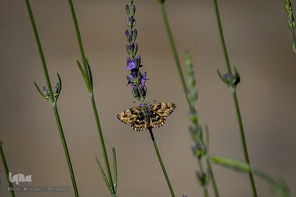 برگی از شگفتی‌های خلقت‎‎