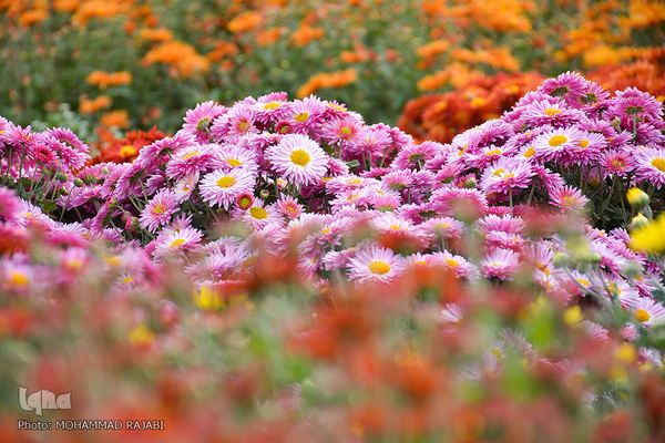 نمایشگاه گل‌های داوودی در «محلات» پایتخت گل ایران