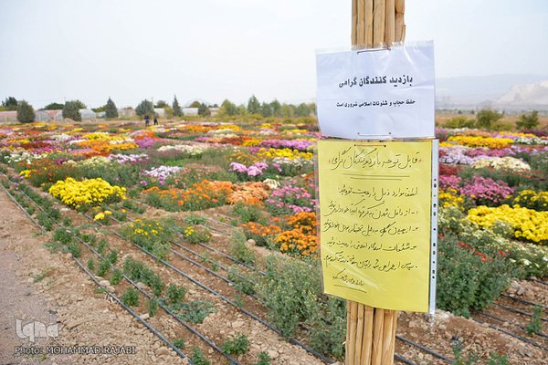 نمایشگاه گل‌های داوودی در «محلات» پایتخت گل ایران