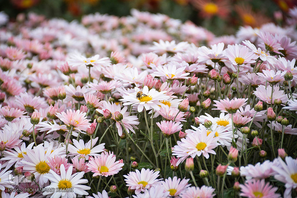 نمایشگاه گل‌های داوودی در «محلات» پایتخت گل ایران