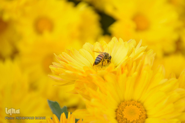 نمایشگاه گل‌های داوودی در «محلات» پایتخت گل ایران