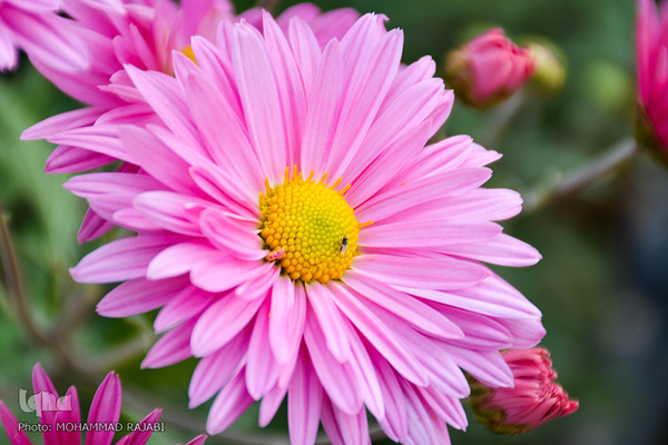 نمایشگاه گل‌های داوودی در «محلات» پایتخت گل ایران