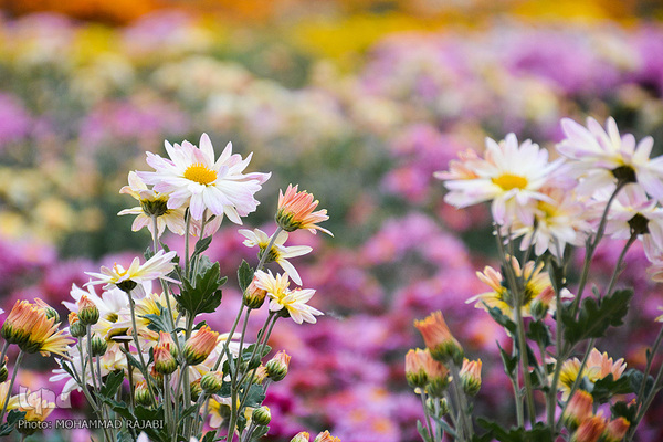 نمایشگاه گل‌های داوودی در «محلات» پایتخت گل ایران