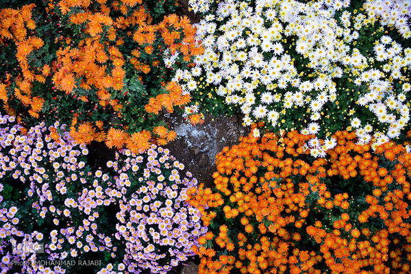 نمایشگاه گل‌های داوودی در «محلات» پایتخت گل ایران