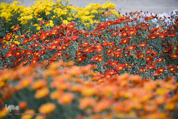 نمایشگاه گل‌های داوودی در «محلات» پایتخت گل ایران