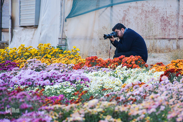 نمایشگاه گل‌های داوودی در «محلات» پایتخت گل ایران