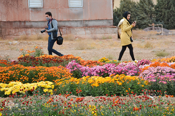 نمایشگاه گل‌های داوودی در «محلات» پایتخت گل ایران