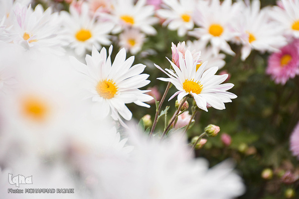 نمایشگاه گل‌های داوودی در «محلات» پایتخت گل ایران