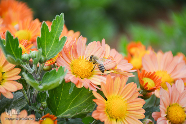 نمایشگاه گل‌های داوودی در «محلات» پایتخت گل ایران