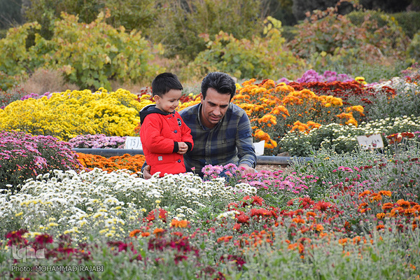 نمایشگاه گل‌های داوودی در «محلات» پایتخت گل ایران