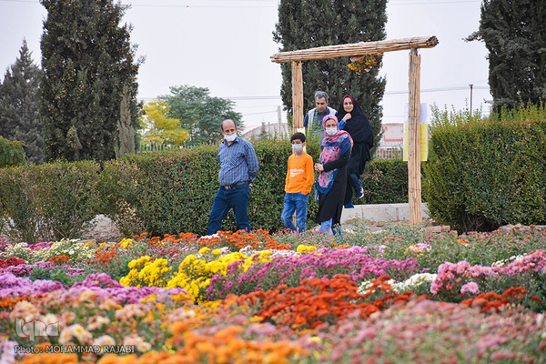 نمایشگاه گل‌های داوودی در «محلات» پایتخت گل ایران