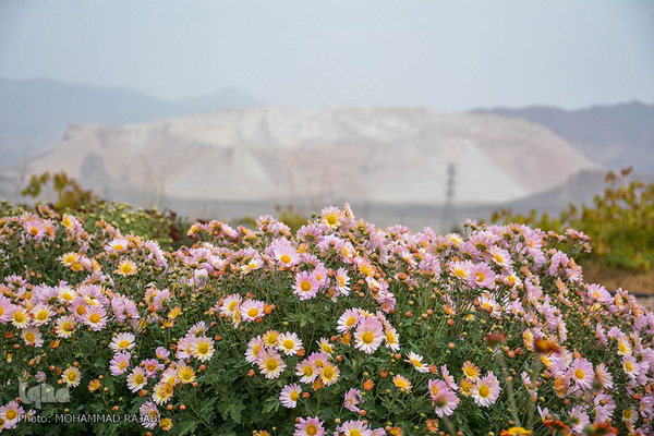 نمایشگاه گل‌های داوودی در «محلات» پایتخت گل ایران