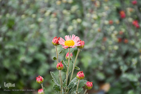 نمایشگاه گل‌های داوودی در «محلات» پایتخت گل ایران