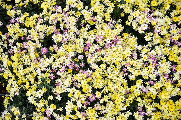 نمایشگاه گل‌های داوودی در «محلات» پایتخت گل ایران