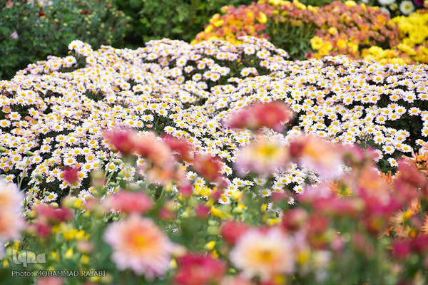 نمایشگاه گل‌های داوودی در «محلات» پایتخت گل ایران