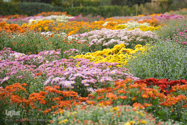 نمایشگاه گل‌های داوودی در «محلات» پایتخت گل ایران