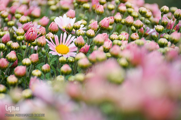 نمایشگاه گل‌های داوودی در «محلات» پایتخت گل ایران