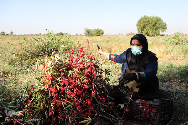برداشت چای ترش در روستای «ابوالدبس» از توابع شهرستان کارون