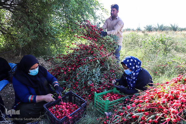 برداشت چای ترش در روستای «ابوالدبس» از توابع شهرستان کارون