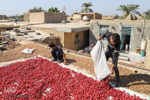 برداشت چای ترش در روستای «ابوالدبس» از توابع شهرستان کارون