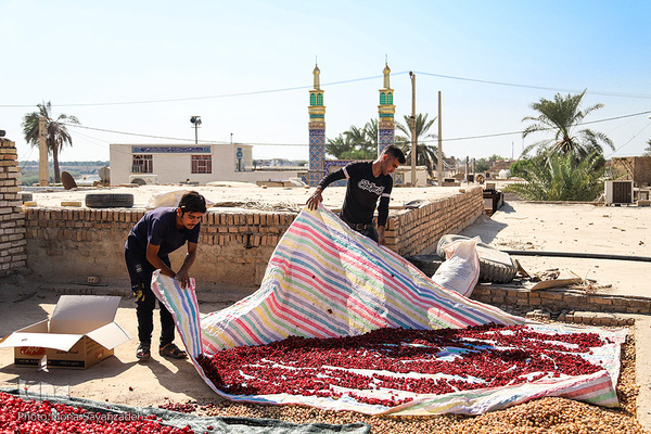 برداشت چای ترش در روستای «ابوالدبس» از توابع شهرستان کارون