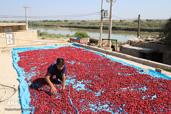 برداشت چای ترش در روستای «ابوالدبس» از توابع شهرستان کارون