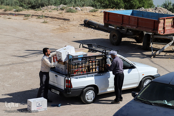 برداشت چای ترش در روستای «ابوالدبس» از توابع شهرستان کارون
